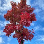 Dub červený (Quercus rubra) - výška: 600 cm, kont. C230L